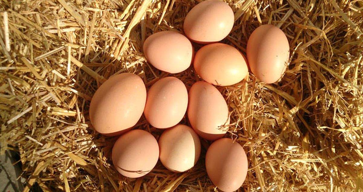 Yumurtada 'Gezen Tavuk' Tercihi Arttı