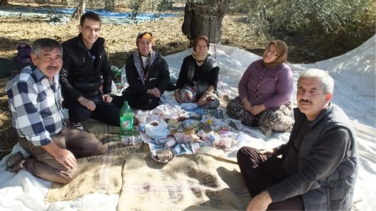 Burhaniye\'de MHP İlçe Başkanı Taşdelen Zeytin Hasadına Katıldı