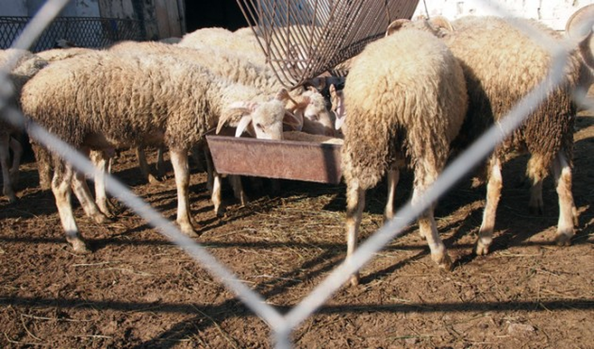 Çikolatalı Yem"E Talep Artıyor
