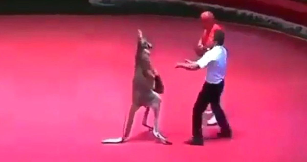 Kırgızistan'da Kanguru ve Boksör Minderde Boks Yaptı! Kanguru Boksörü Yere Serdi