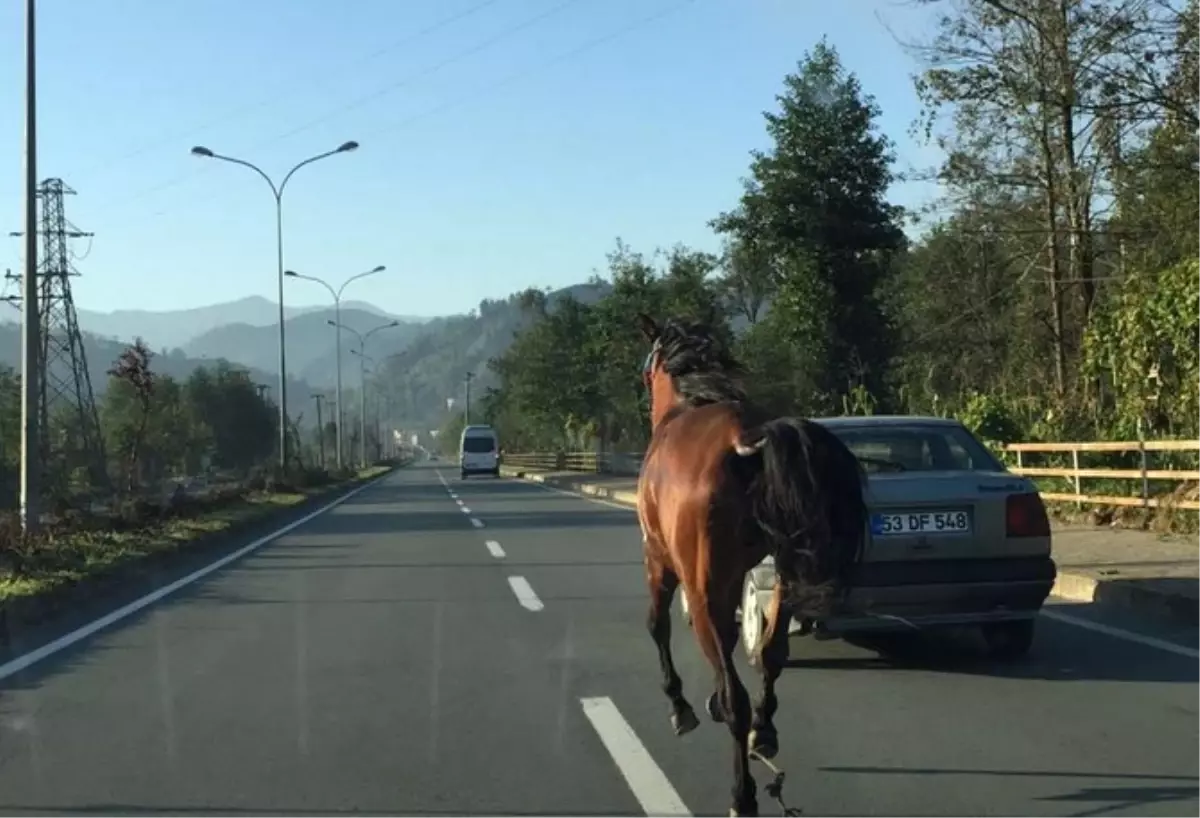 Yola Çıkan Atlar Az Kalsın Kazaya Sebep Olacaktı