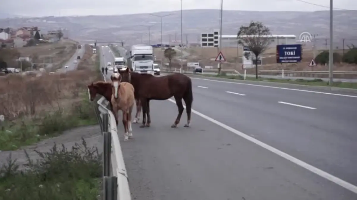 Yola Çıkan Atlar Sürücülere Zor Anlar Yaşattı