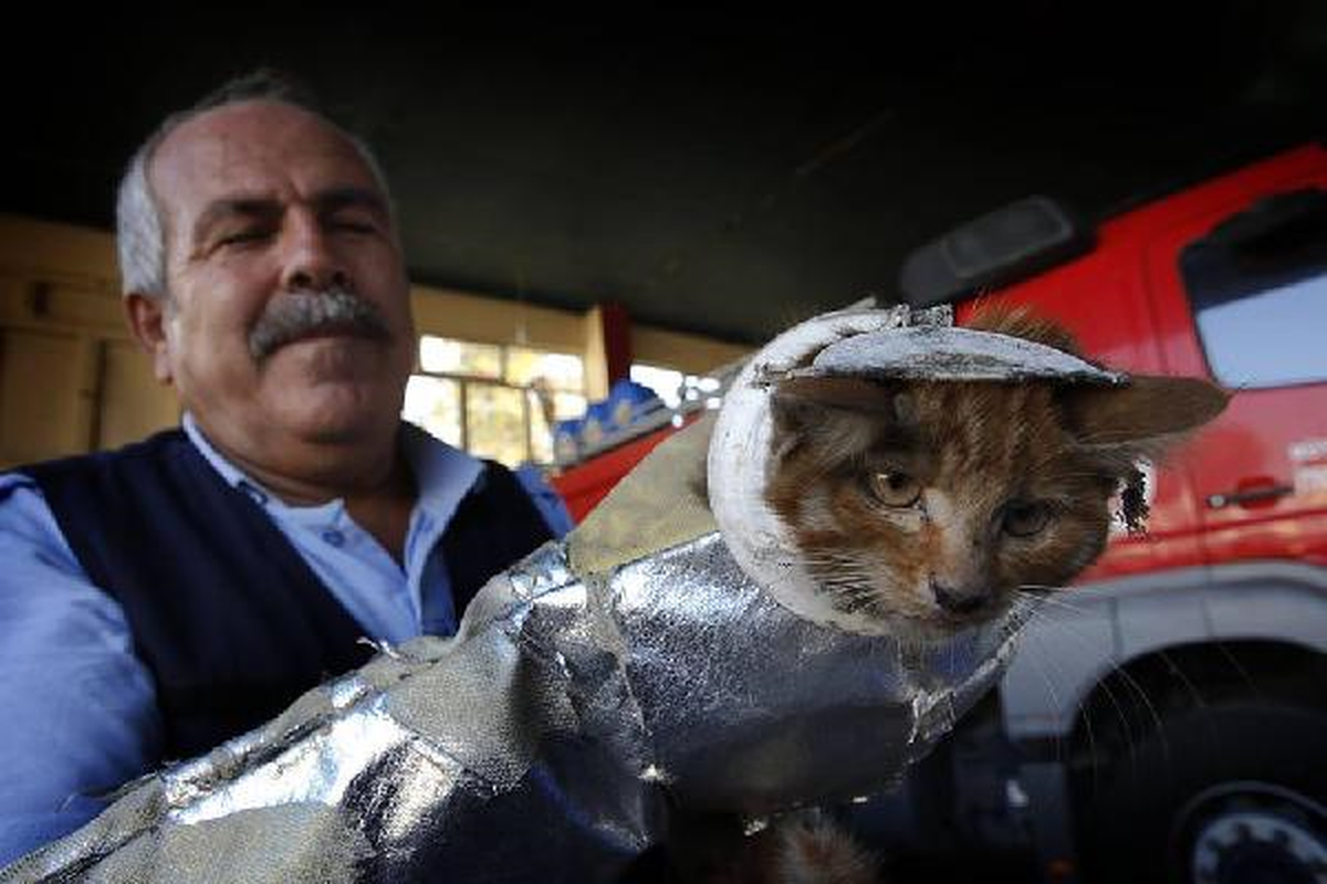 Başı Tuvalet Kapağında Sıkışan Yavru Kediyi İtfaiyeciler Kurtardı