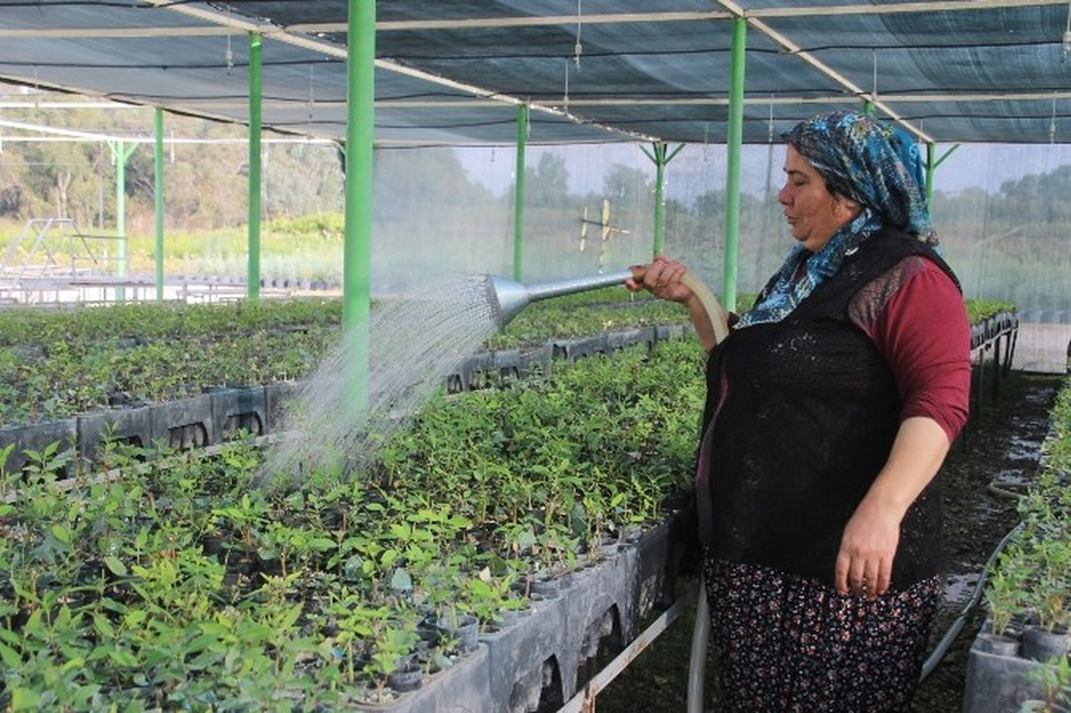 Mersin\'de 10 Yılda 89 Milyon 463 Bin Fidan Üretildi