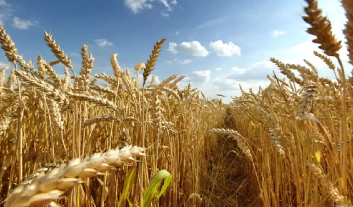 Türktob: Bitkisel Üretim Şaha Kalkacak