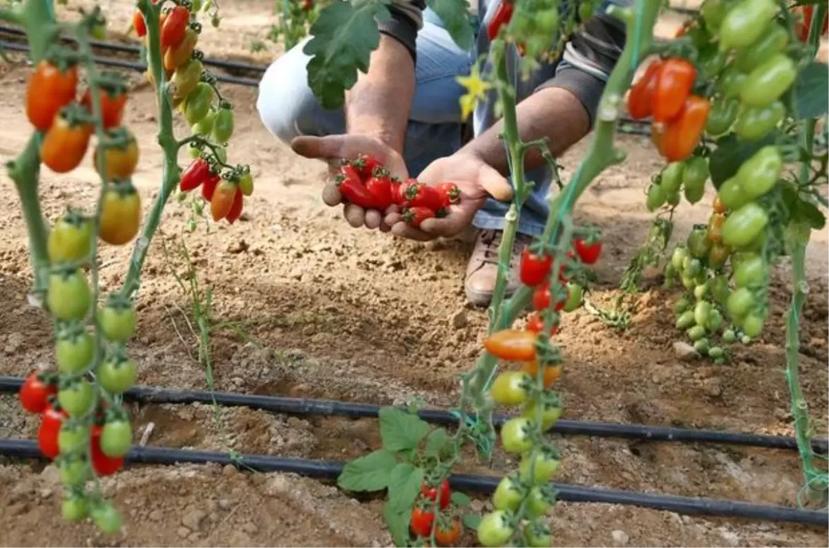 Antalya Yeni Ürün \'Urma\' Domatesi Üreticisini Güldürdü