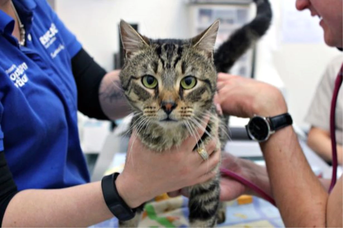 Avustralya'da Evde Terk Edilen Kediler Birbirini Yedi