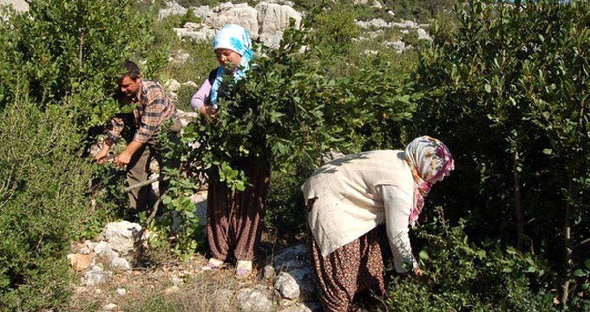 Dünya Defne İhtiyacının Yüzde 95'ini Türkiye, Bunun Yüzde 20'sini Adana Karşılıyor