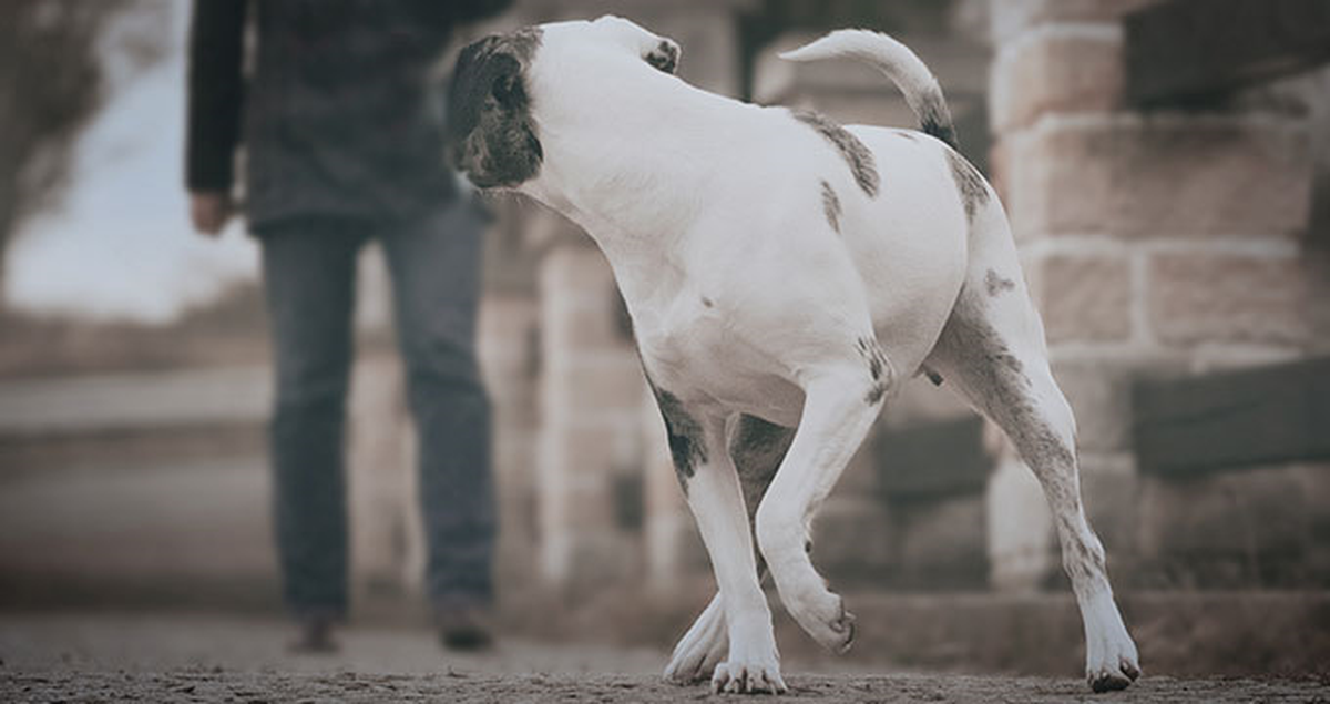 Hırsızlık Şüphelisi Polis Köpeğini Isırdı