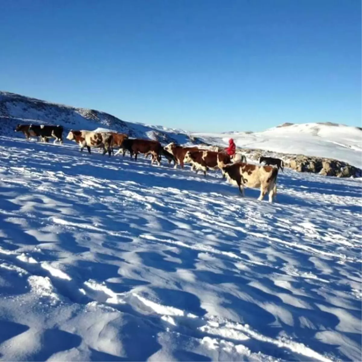 Kar Yağışına Hazırlıksız Yakalanan Yaylacılar Göç Ediyor