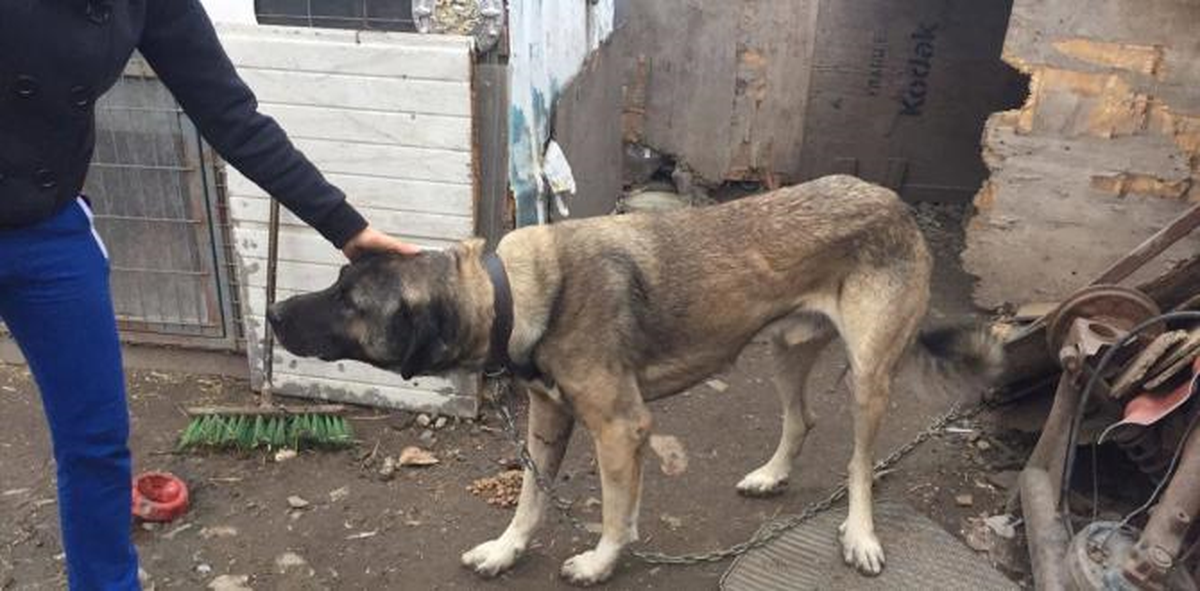 Köpeğin Otomobilin Arkasında Sürüklenmesi