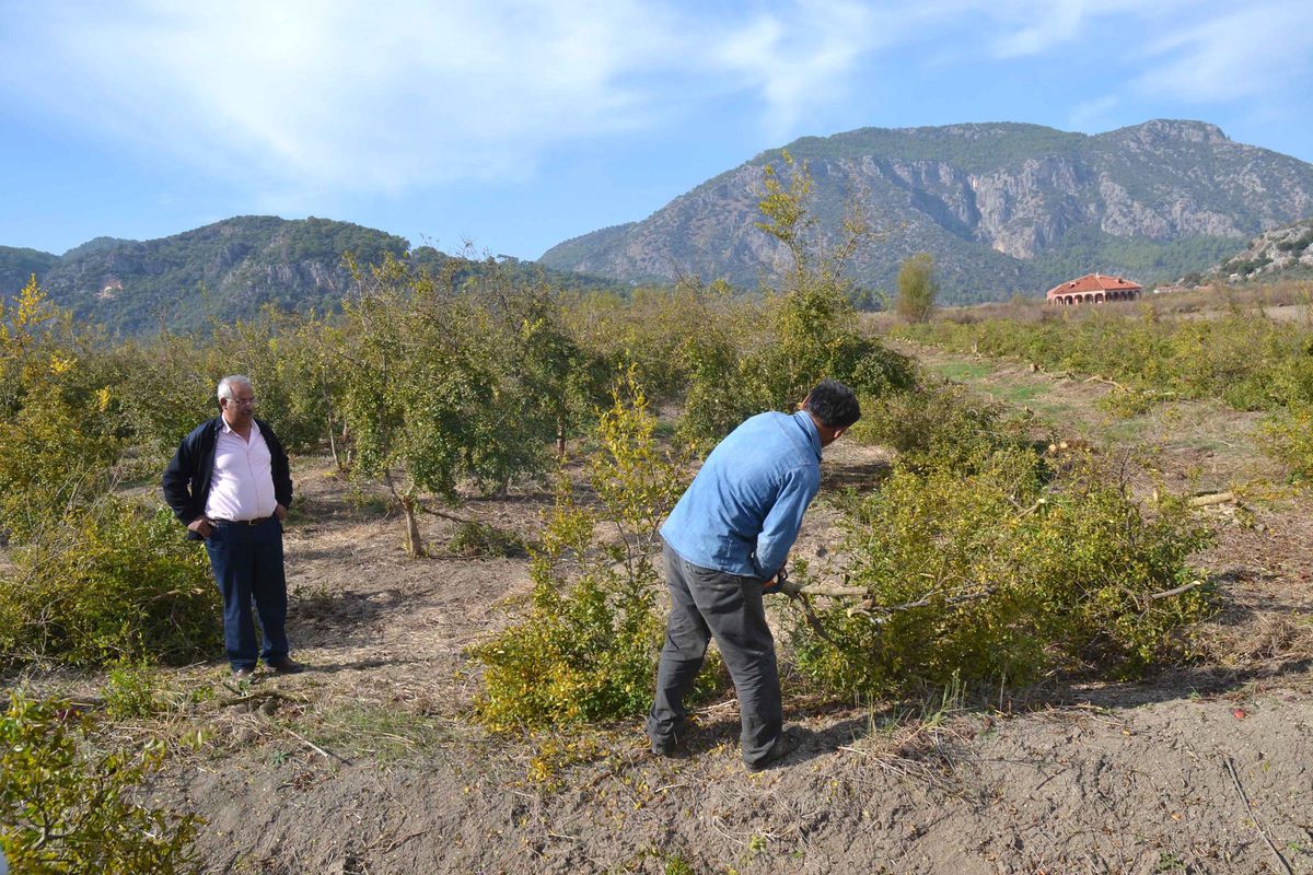 Nar Üreticileri Ağaçlarını Söküyor