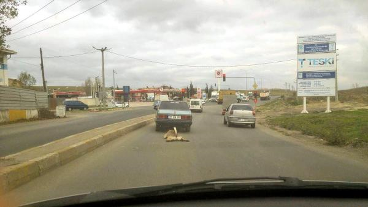 Otomobile Bağlanan Köpek Metrelerce Sürüklendi