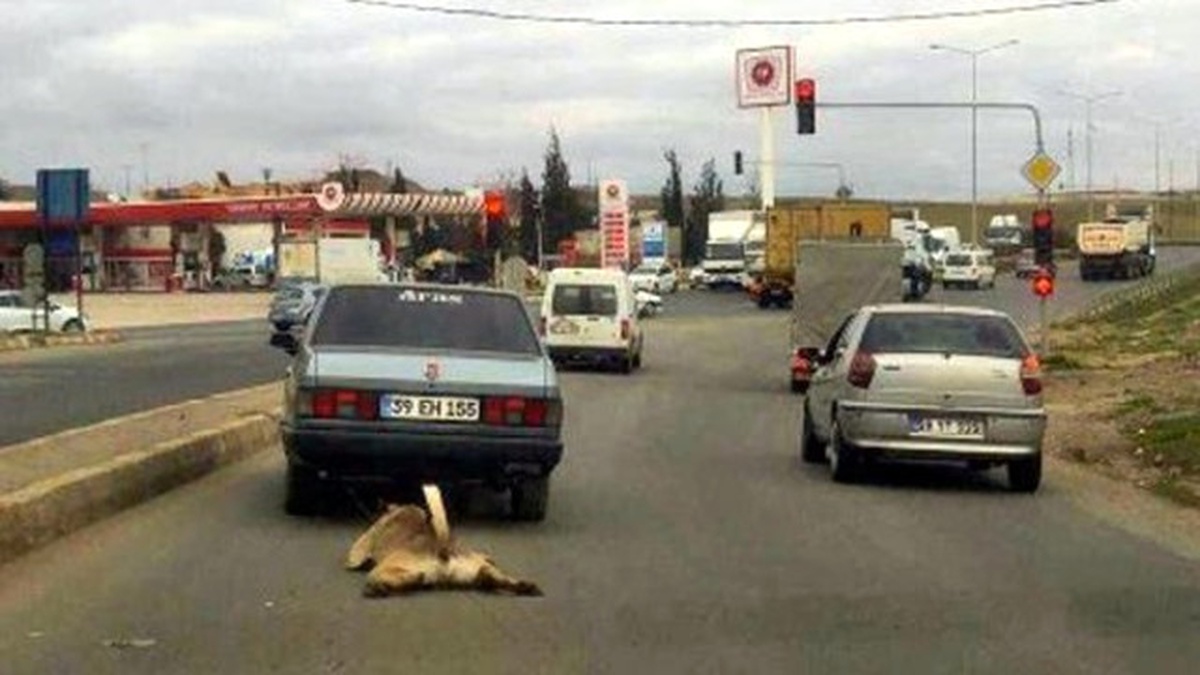 Otomobile Bağlanan Köpek Metrelerce Sürüklendi