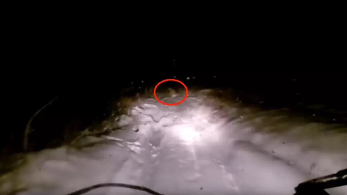 Rusya'da Koca Ayak Olduğu İddia Edilen Canlıya Ait Video Yayınlandı