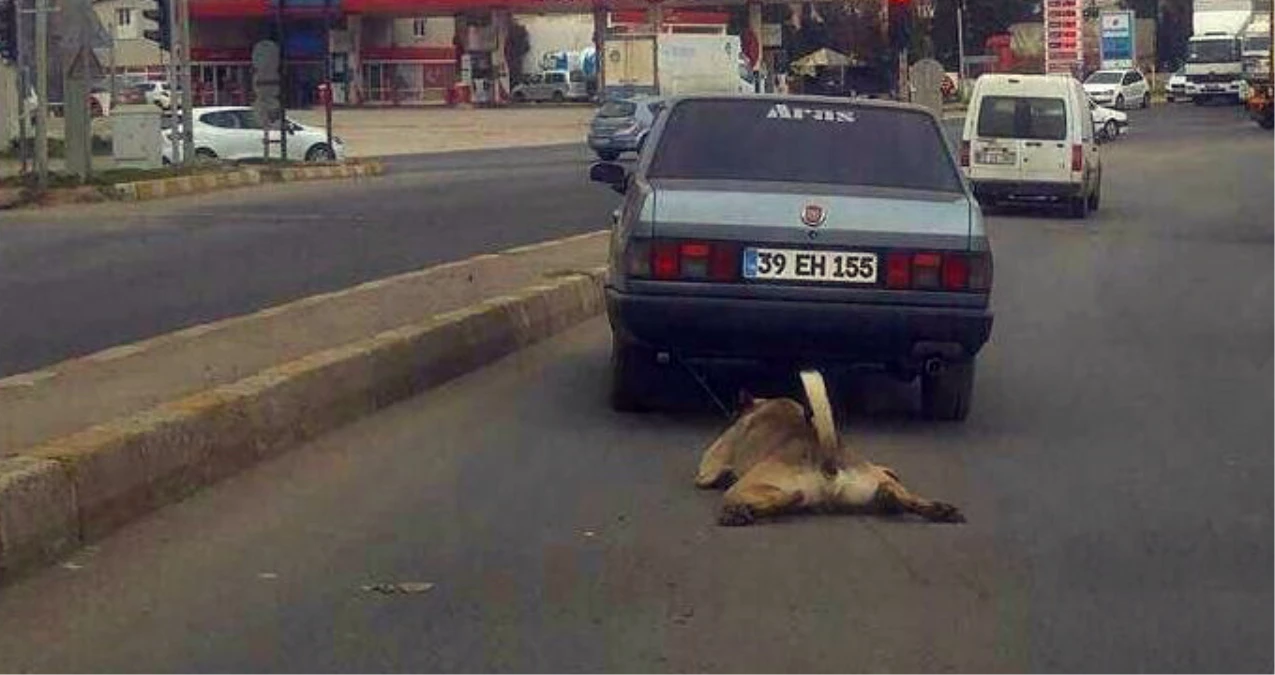 Tekirdağ\'da Köpeğe Yapılan İşkence Kan Dondurdu