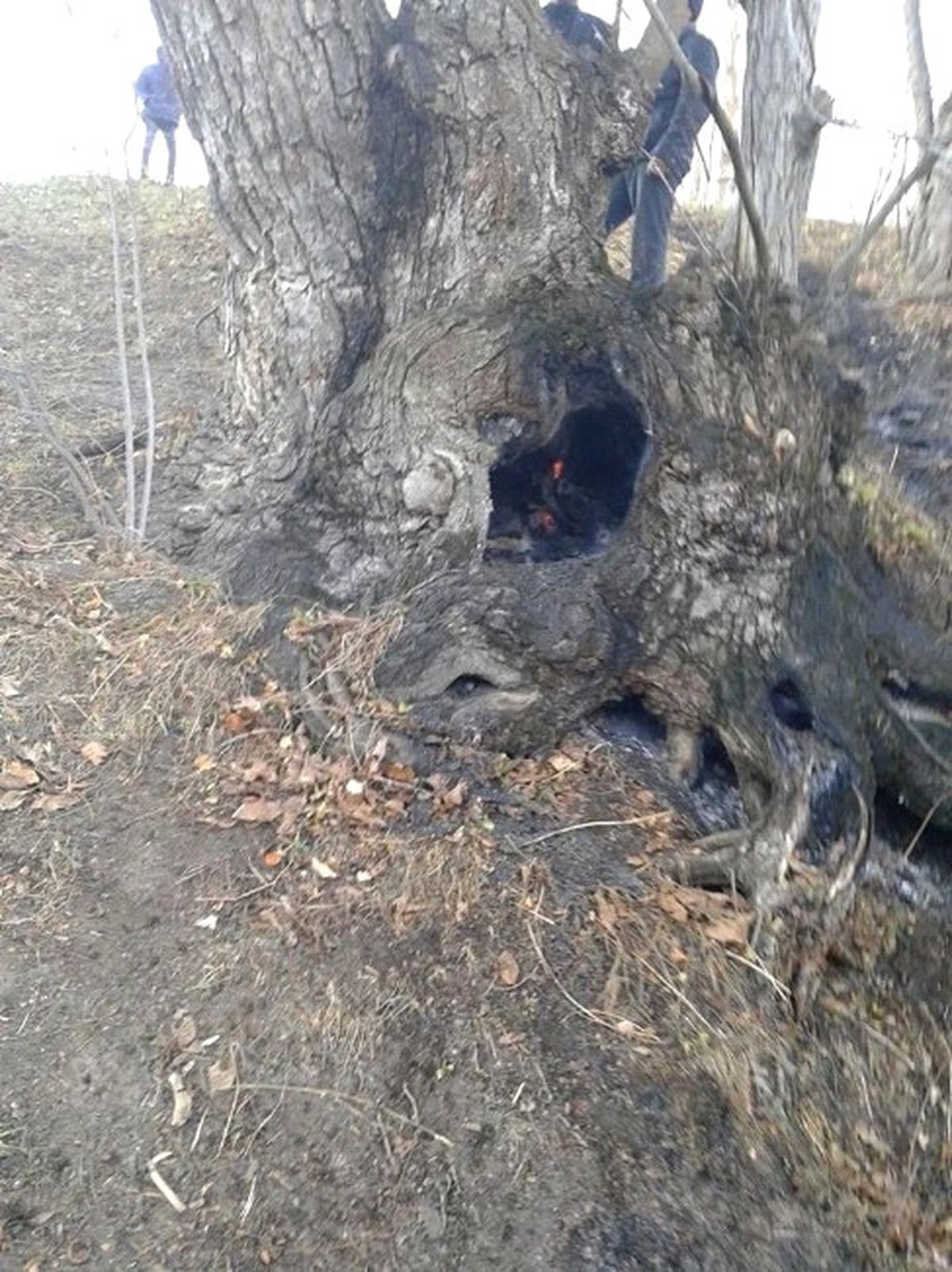 Ceviz Bahçesinde Yangın