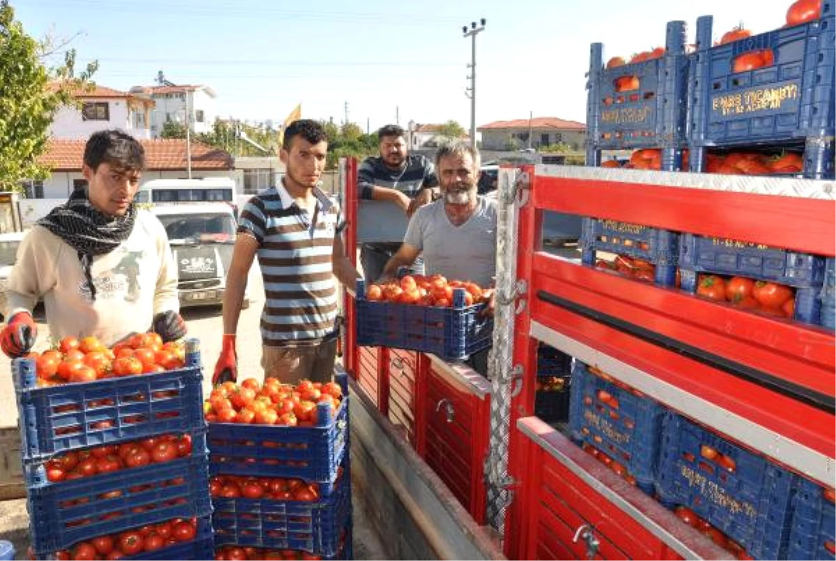 Güz Domatesinde Tehlike Çanları