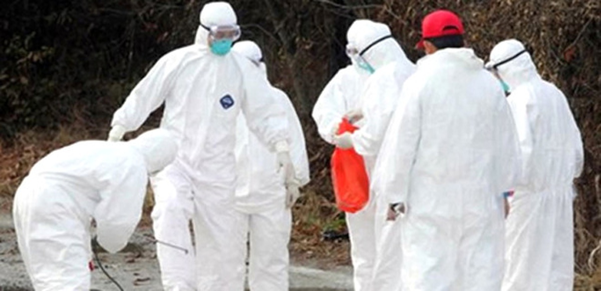 H5n8 Virüsü Almanya\'da Hızla Yayılıyor