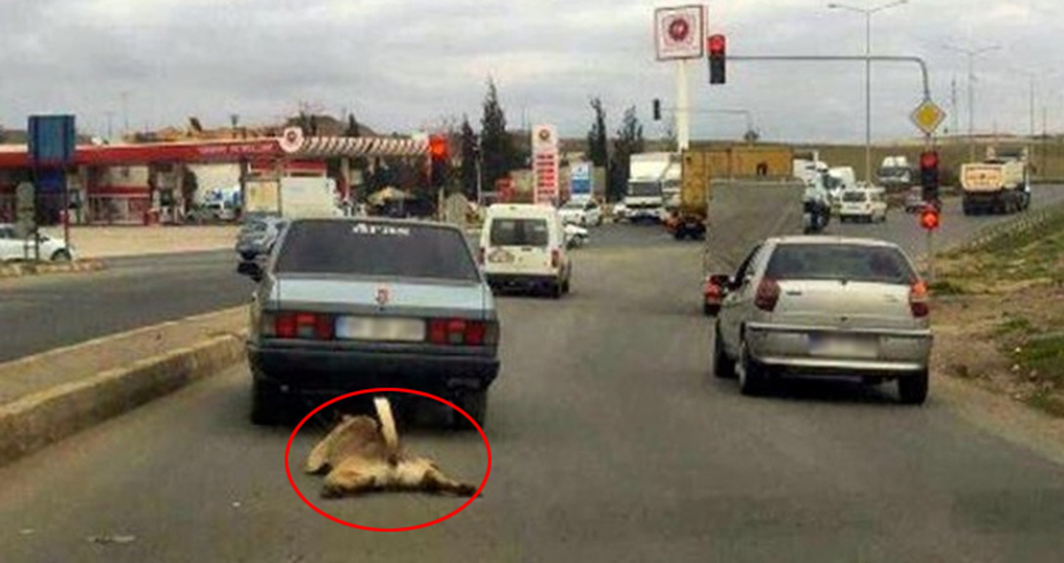 Otomobilin Arkasında Sürüklenen Köpeğe El Konuldu, Sürücüye 526 Lira Ceza Kesildi