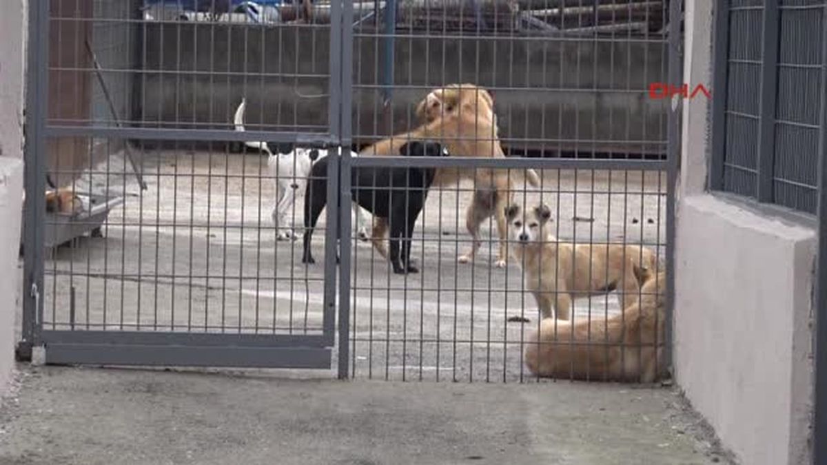Tekirdağ Çorlu Otomobilin Arkasında Sürüklenen Köpeğe El Konuldu, Sürücüye 526 Lira Ceza Kesildi