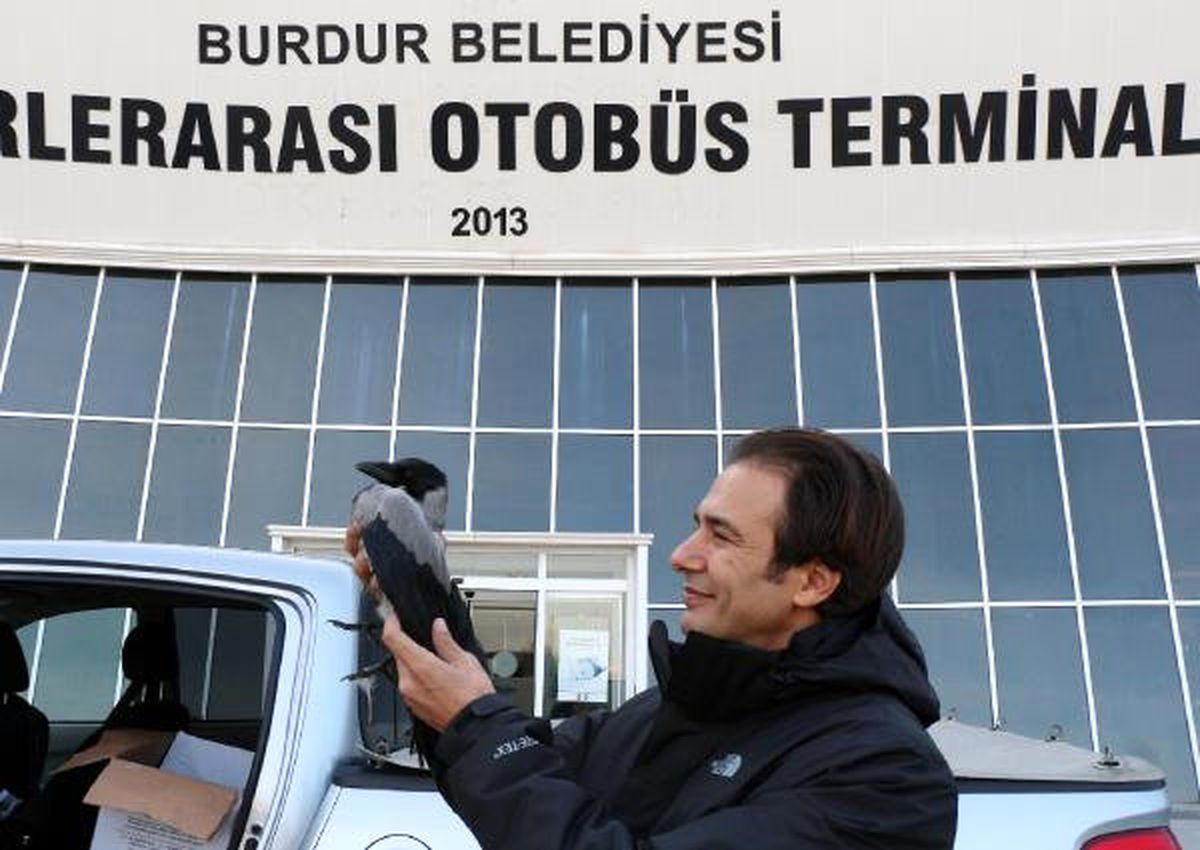 Yaralı Karga Tedavi İçin 650 Kilometreden Getirildi