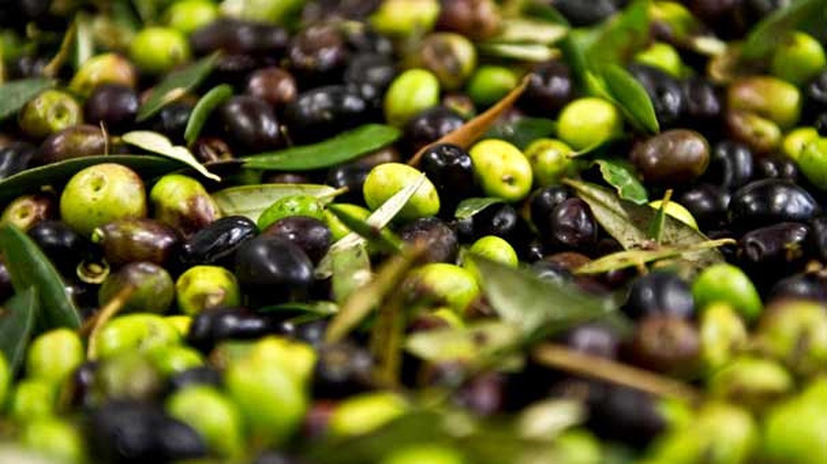 Zeytin Budama Atıklarından "Organik Gübre" Üretilecek