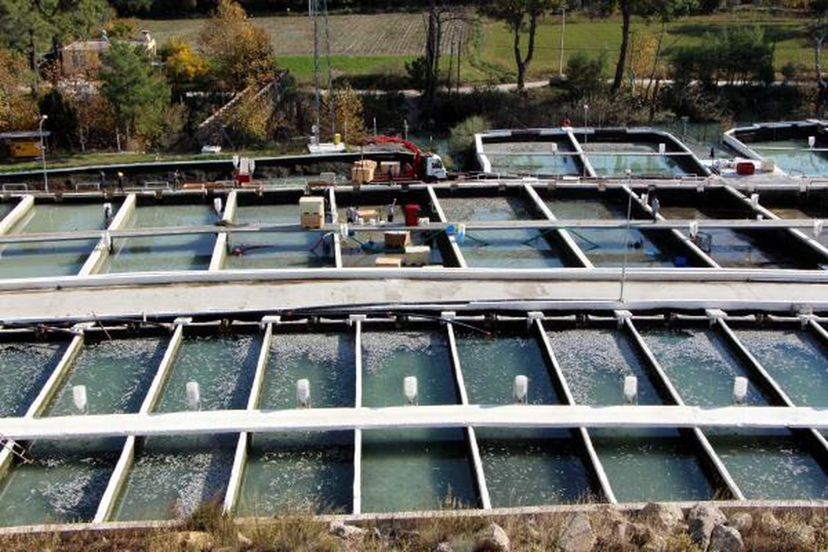 Bir Gecede 10 Milyona Yakın Alabalık Telef Oldu