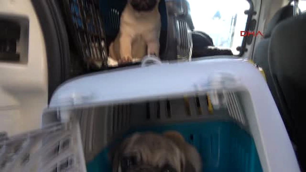 Edirne - Gümrükten Satışa Çıkan Kedi ve Köpekleri Haytap Aldı