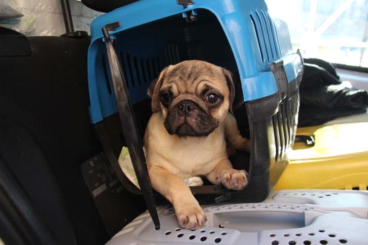 Gümrükten Satışa Çıkan Yavru Kedi ve Köpekleri Haytap Aldı