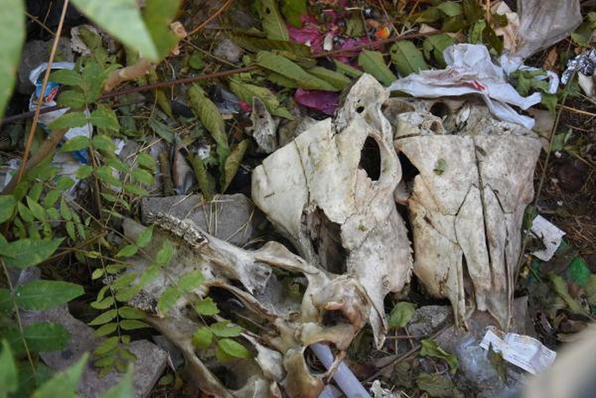 İzmir'de Bulunan Hayvan Kafatasları Şaşkınlığa Sebep Oldu