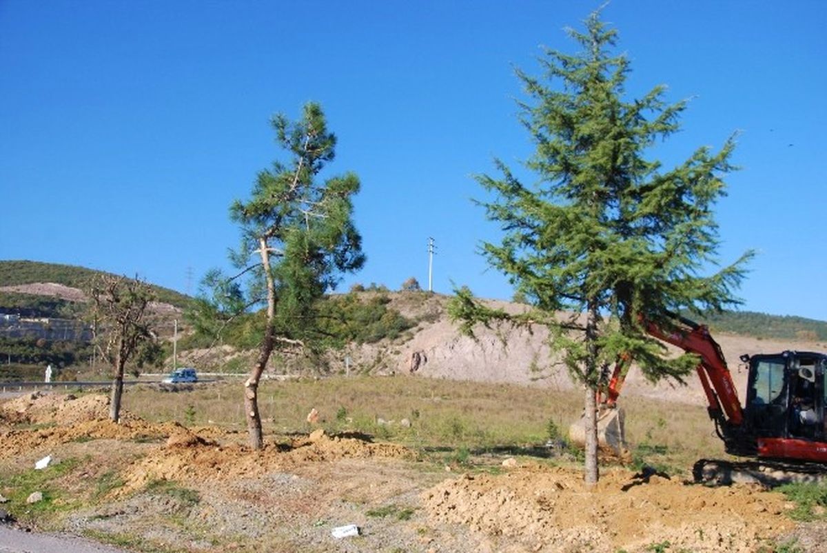 Körfez\'de Ağaç Duyarlılığı