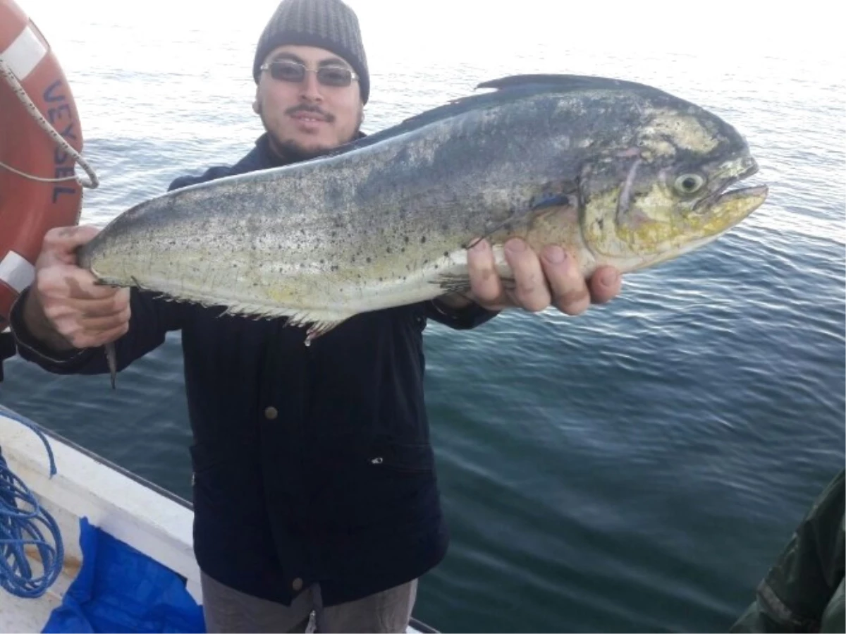 Marmara\'da Bir İlk! Balıkçıların Ağına Granyöz ve Lambuka Balığı Takıldı