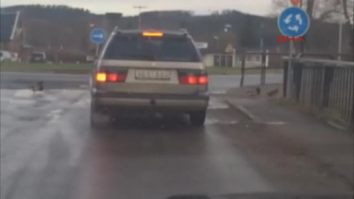 Ördekler Bile Trafik Kurallarına Uyuyor