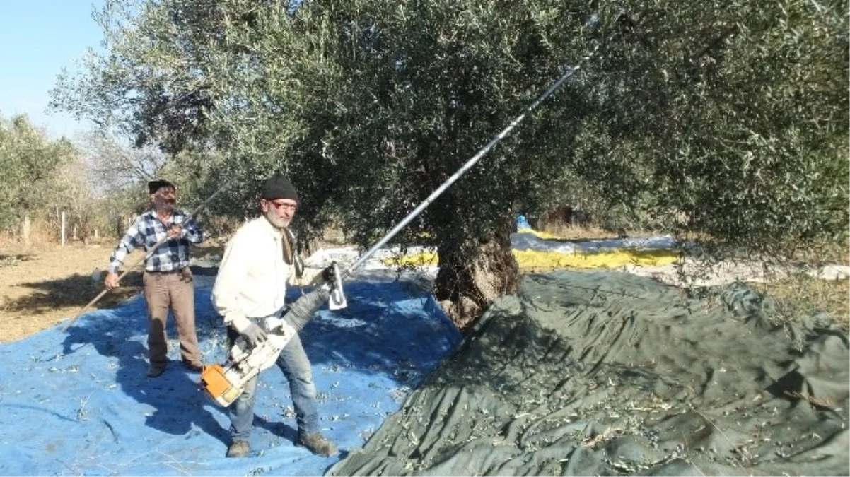 Zeytin Hasadında Makine Kolaylığı