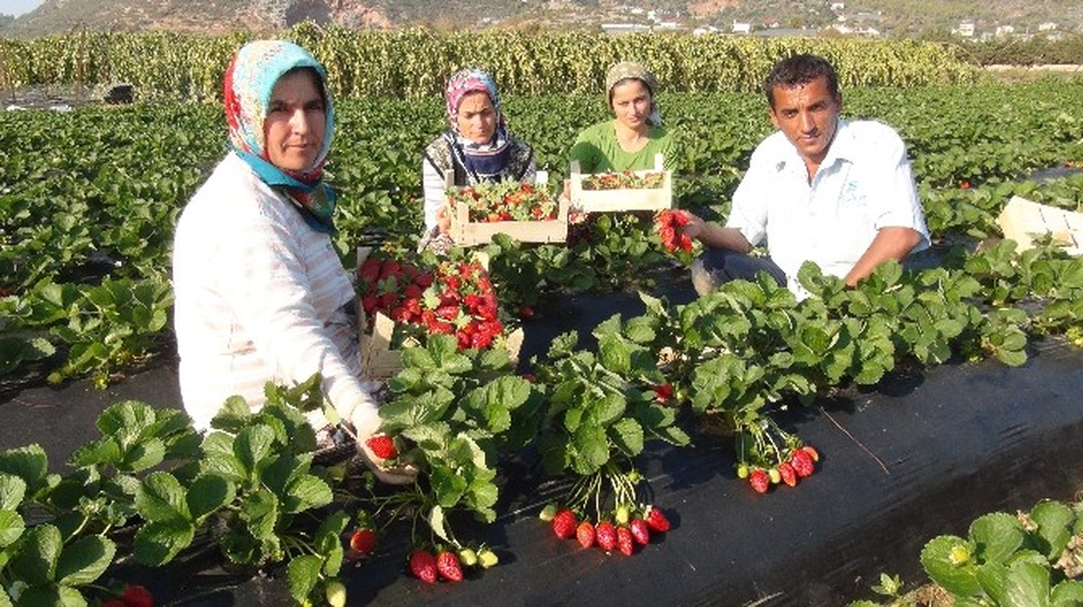 Antalya\'da Kış Dönemi Çilek Hasadı Başladı