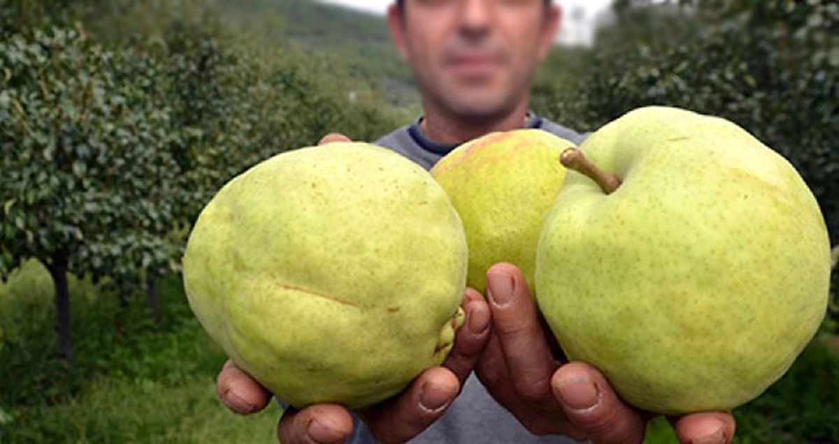 Bursa'da Deveci Armudu Konuşuldu