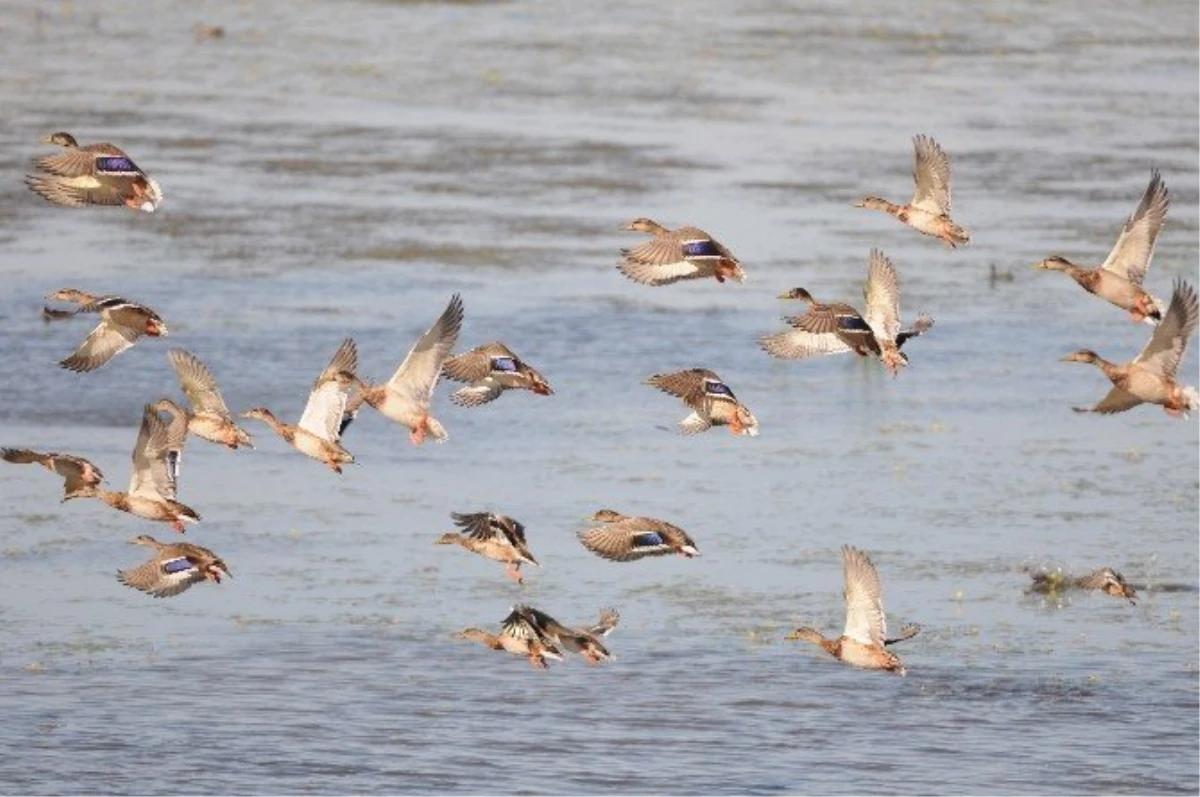Gala Gölü Milli Parkı\'nda 44 Binden Fazla Kuş Yaşıyor