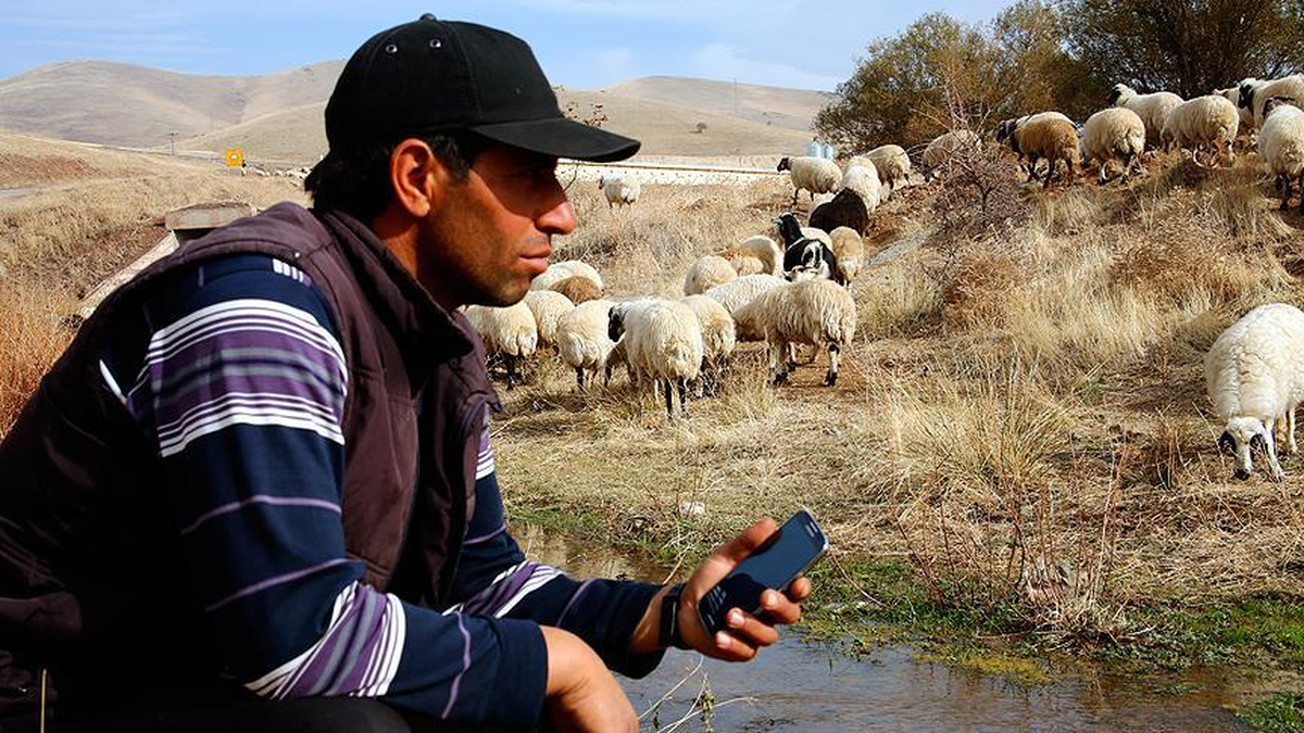 2016 Model Çoban! Koyunlara Cep Telefonundan Kaval Dinletiyor