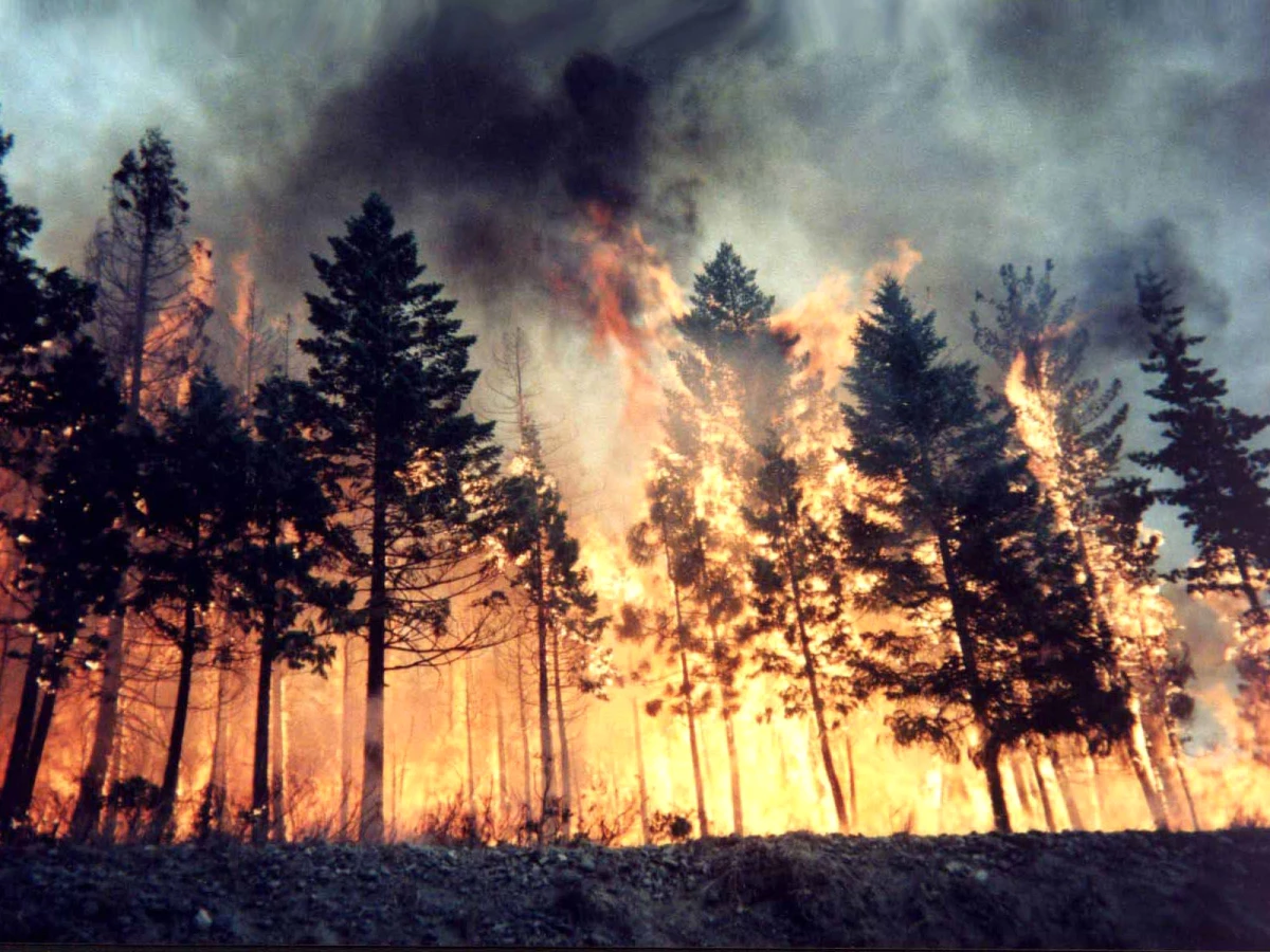 Gerede\'de Orman Yangını (2)