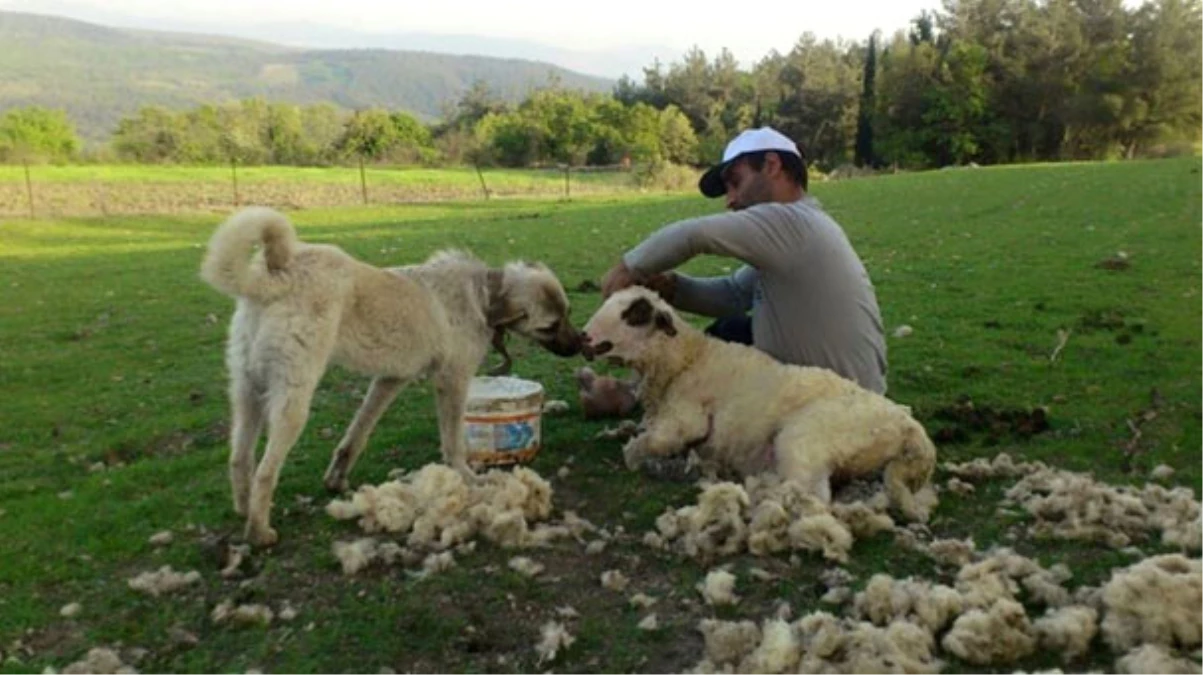 Çobanlık Yaparken Parti Kurdu, 60 İlde Örgütlendi