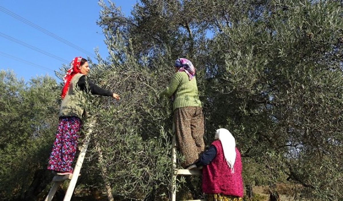 Dünya Zeytin Günü\'nde "Zeytinşehir"De