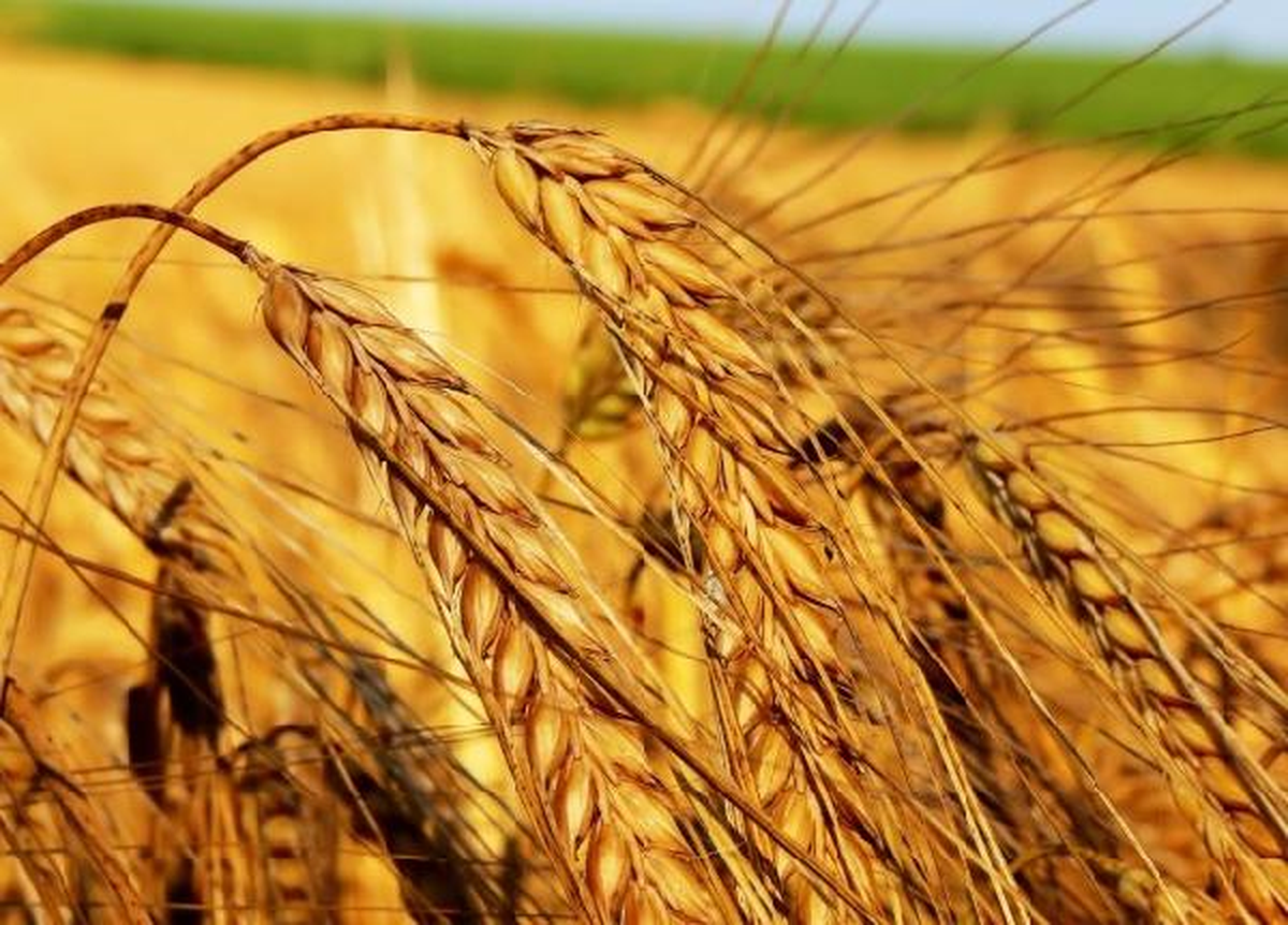 Igc: Dünya Buğday Üretimi Gelecek Yıl 249 Milyon Tona Çıkacak