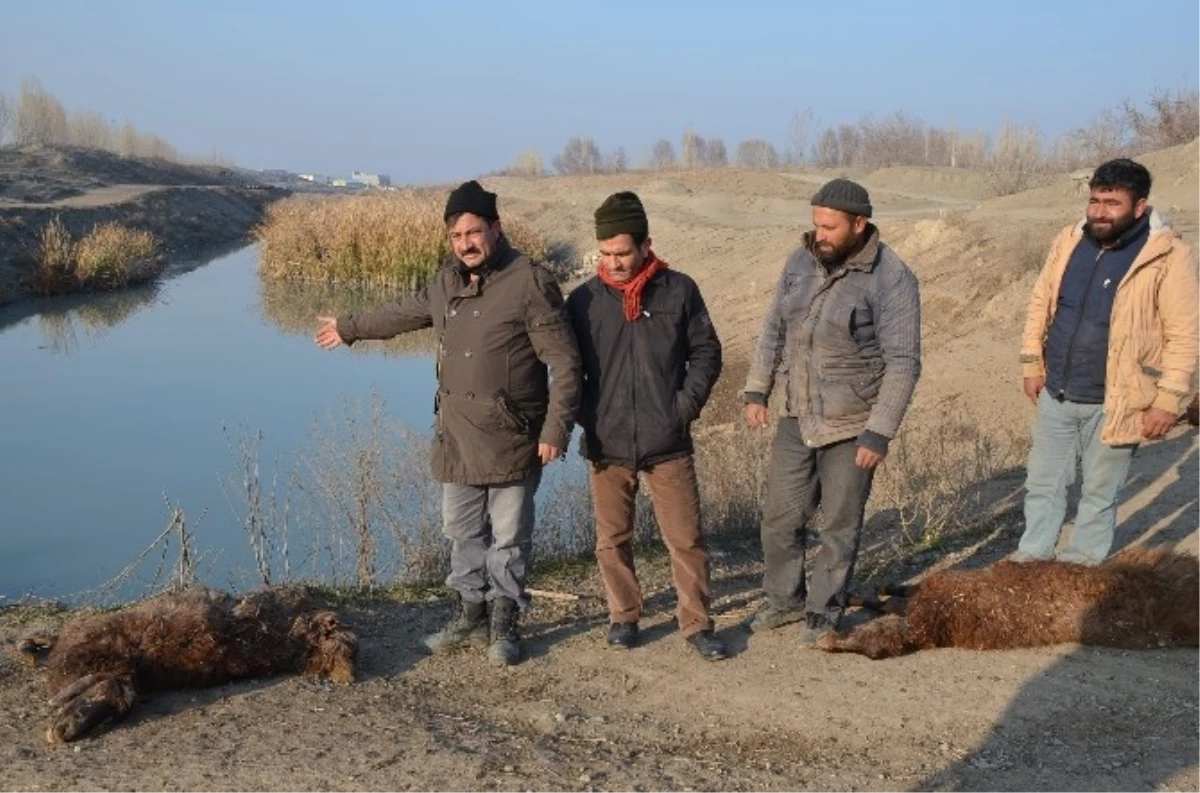 Kanalizasyon Karışan Su Kanalı Tehlike Saçıyor