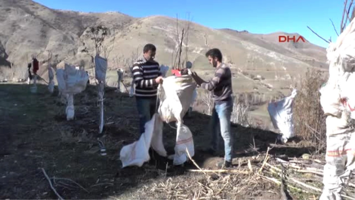 Muş Tavşanlarla Çuvallı Mücadele