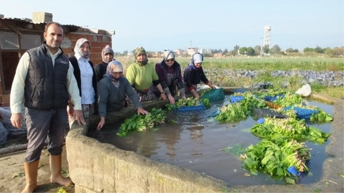 Burhaniye\' de Kışlık Sebzeler Kadınlara İş Oldu