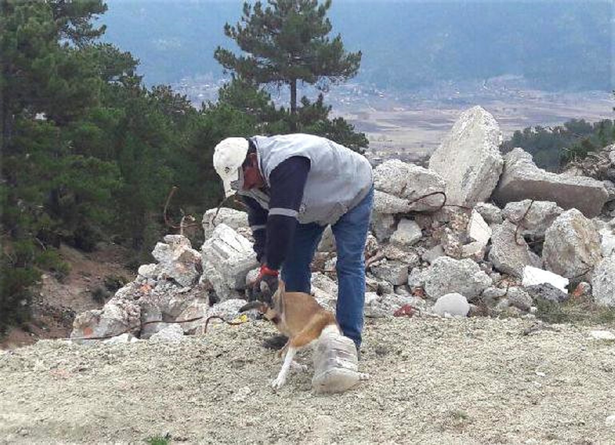 Köpeğin Başına Geçen Plastik Bidon Kesilerek Çıkarıldı