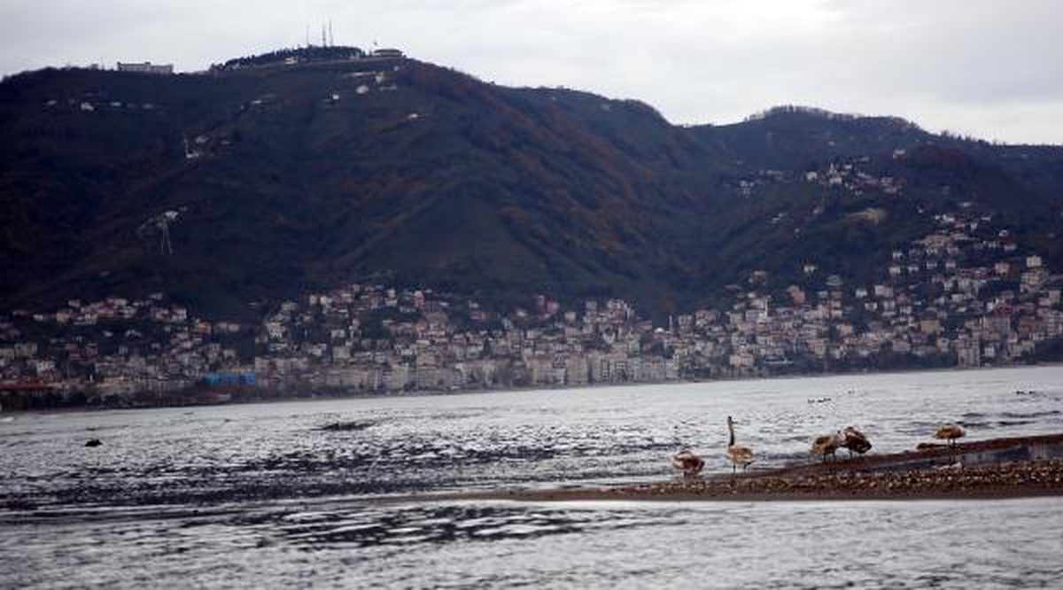 Misafir Kuğular Ordu\'da Güç Topluyor