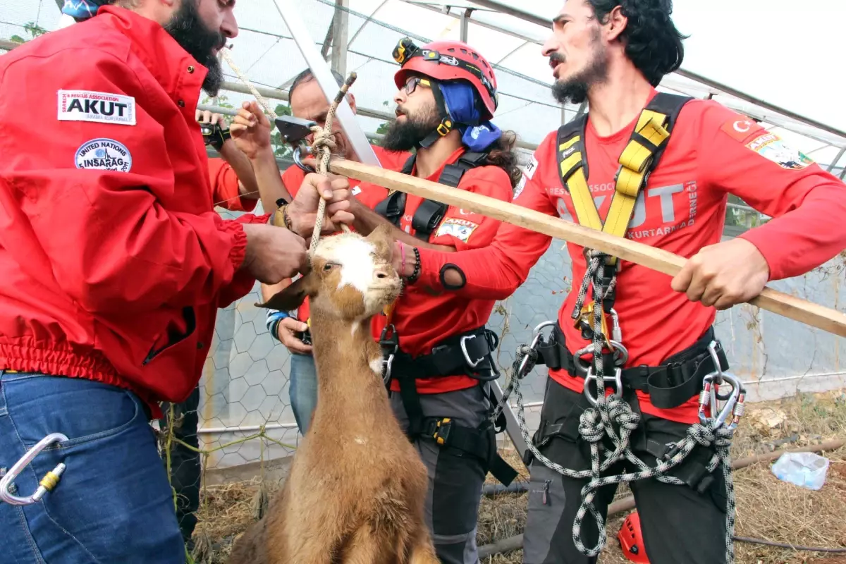 Muğla Kuyuya Düşen Oğlağı Akut Kurtardı