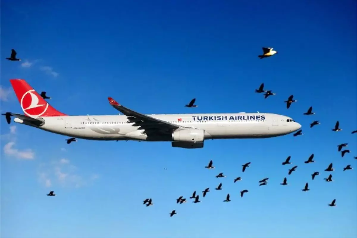 THY Uçağı Kuş Sürüsüne Girdi